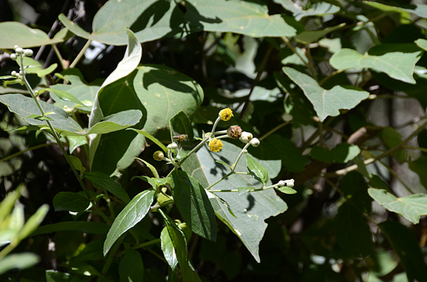 Blumea megacephala